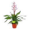Aechmea Blue Rain - Kokerbromelia - P12 H55 - Roze-Paars - Kamerplant