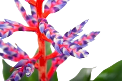 Aechmea Blue Rain - Kokerbromelia - P12 H55 - Roze-Paars - Kamerplant -Woondecoratie Winkel aechmea blue rain kokerbromelia p12 h55 roze paars 6