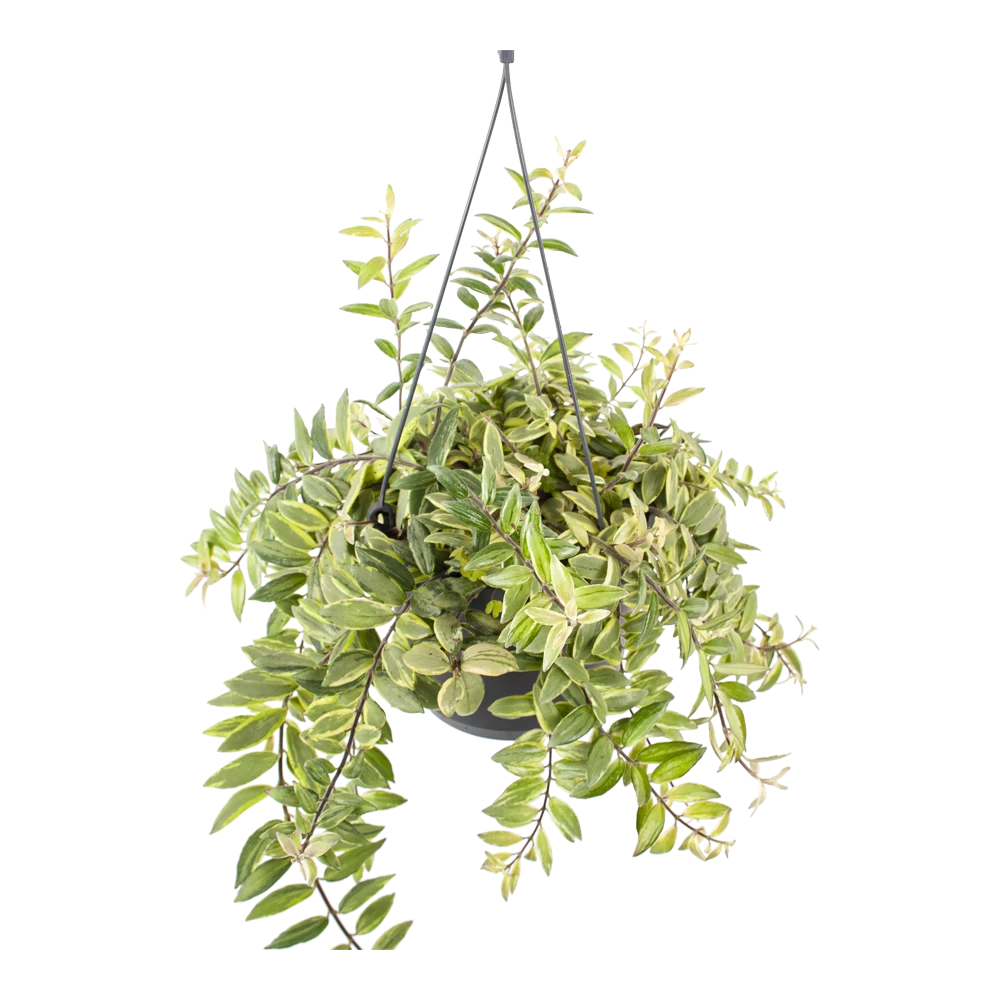 Aeschynanthus Bolero Bicolore - Lipstickplant - In Hangpot - P17 H40 - Kamerplant - Afbeelding 2