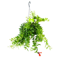 Aeschynanthus Caroline - Lipstickplant - In Hangpot - P15 H25 - Kamerplant