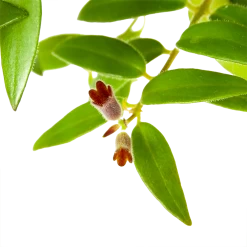 Aeschynanthus Caroline - Lipstickplant - In Hangpot - P15 H25 - Kamerplant -Woondecoratie Winkel aeschynanthus caroline lipstickplant in hangpot p15 h25 6