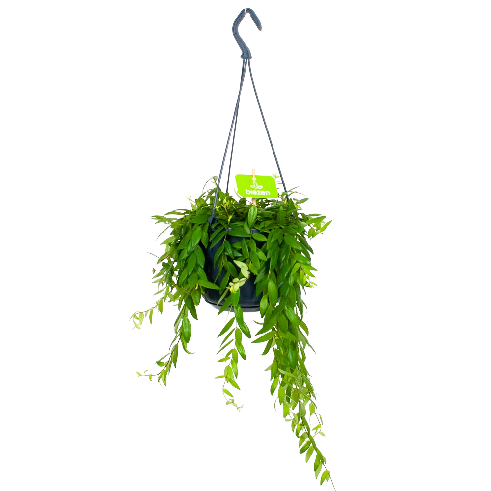 Aeschynanthus Japhrolepis - Lipstickplant - In Hangpot - P15 H20 - Kamerplant 1 Aeschynanthus Japhrolepis - Lipstickplant - In Hangpot - P15 H20 - Kamerplant