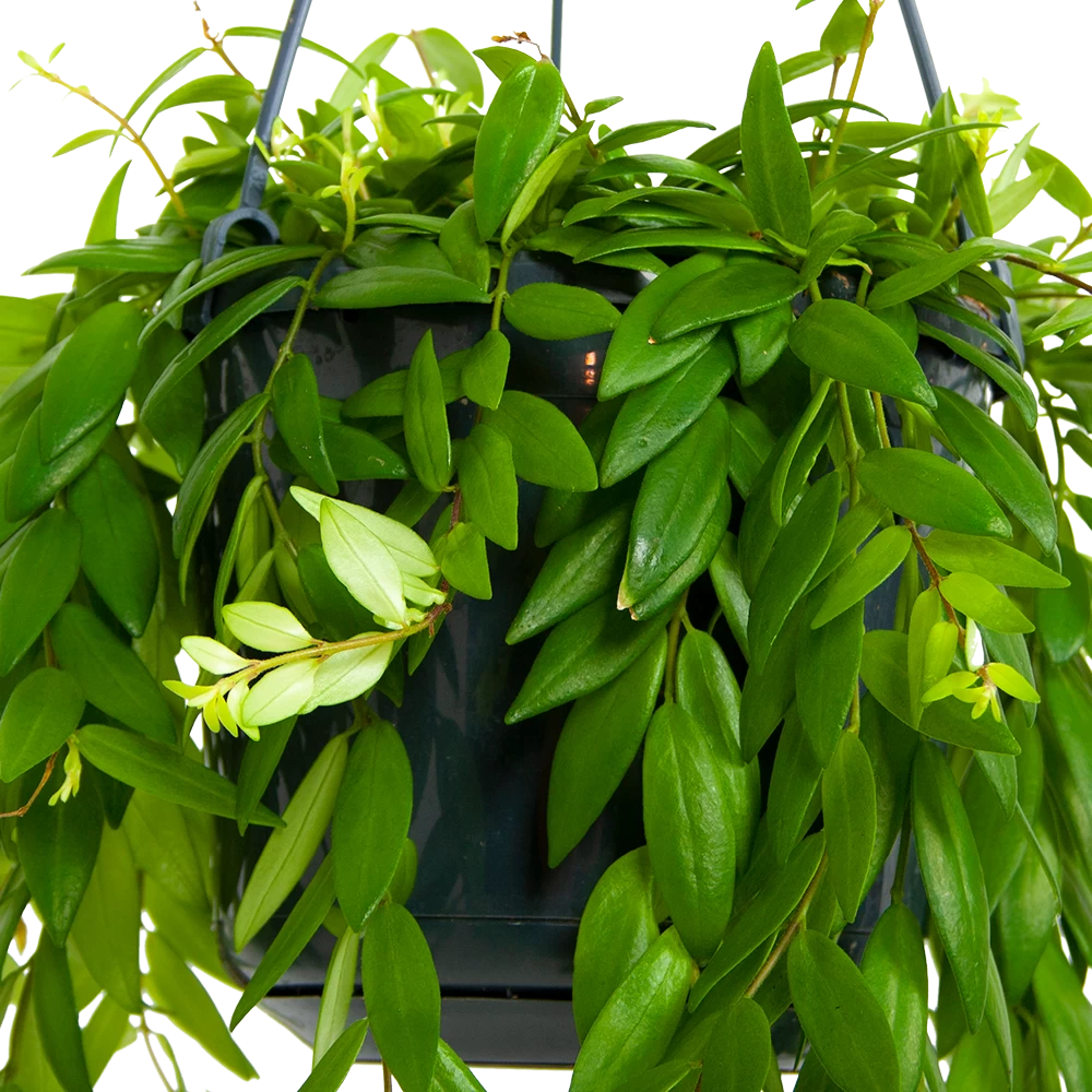 Aeschynanthus Japhrolepis - Lipstickplant - In Hangpot - P15 H20 - Kamerplant 2 Aeschynanthus Japhrolepis - Lipstickplant - In Hangpot - P15 H20 - Kamerplant - Afbeelding 2