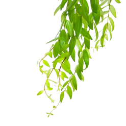 Aeschynanthus Japhrolepis - Lipstickplant - In Hangpot - P15 H20 - Kamerplant 6 Aeschynanthus Japhrolepis - Lipstickplant - In Hangpot - P15 H20 - Kamerplant -Woondecoratie Winkel aeschynanthus japhrolepis lipstickplant in hangpot p15 6