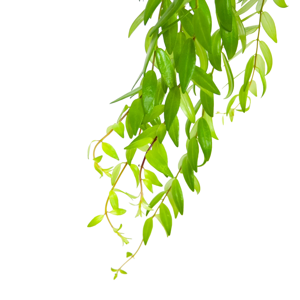 Aeschynanthus Japhrolepis - Lipstickplant - In Hangpot - P15 H20 - Kamerplant 3 Aeschynanthus Japhrolepis - Lipstickplant - In Hangpot - P15 H20 - Kamerplant - Afbeelding 3