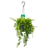 Aeschynanthus Japhrolepis - Lipstickplant - In Hangpot - P17 H50 - Kamerplant