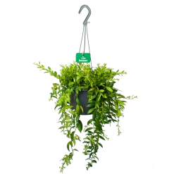 Aeschynanthus Japhrolepis - Lipstickplant - In Hangpot - P17 H50 - Kamerplant