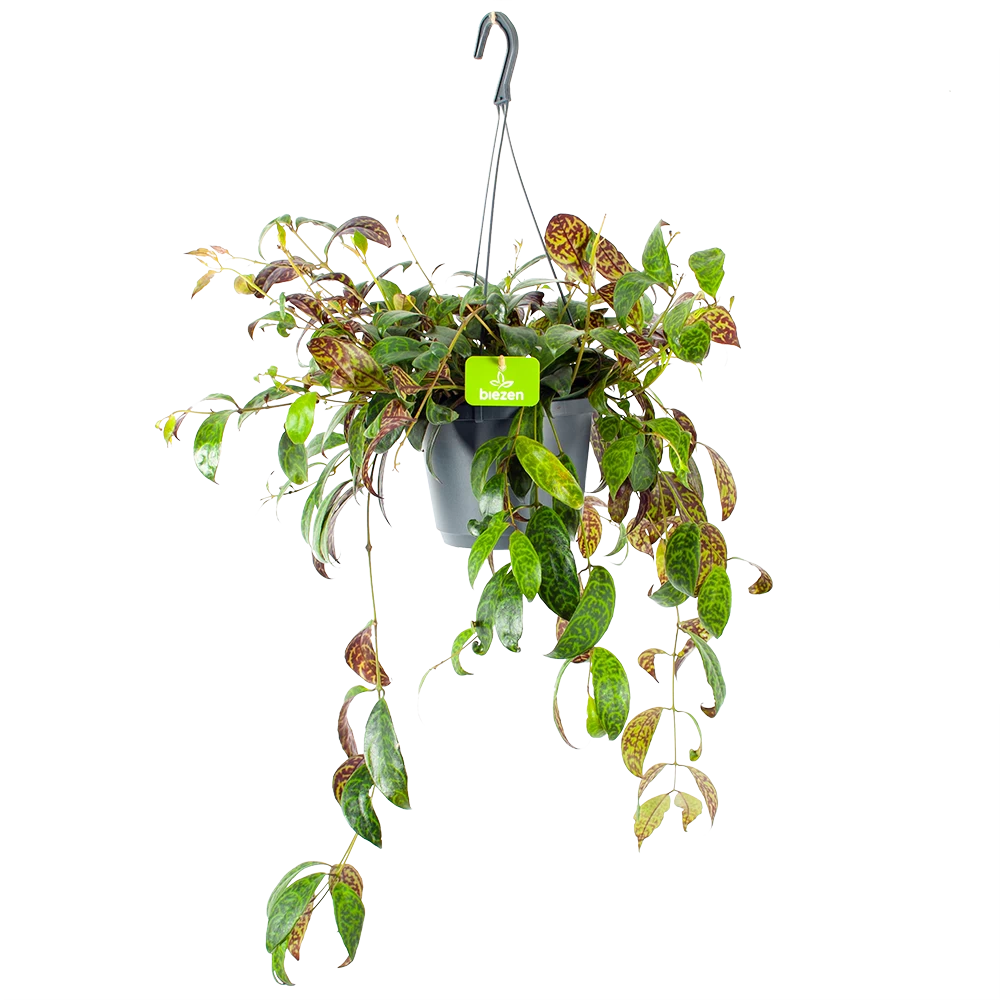 Aeschynanthus Marmoratus - Lipstickplant - In Hangpot - P17 H40 - Kamerplant 1 Aeschynanthus Marmoratus - Lipstickplant - In Hangpot - P17 H40 - Kamerplant