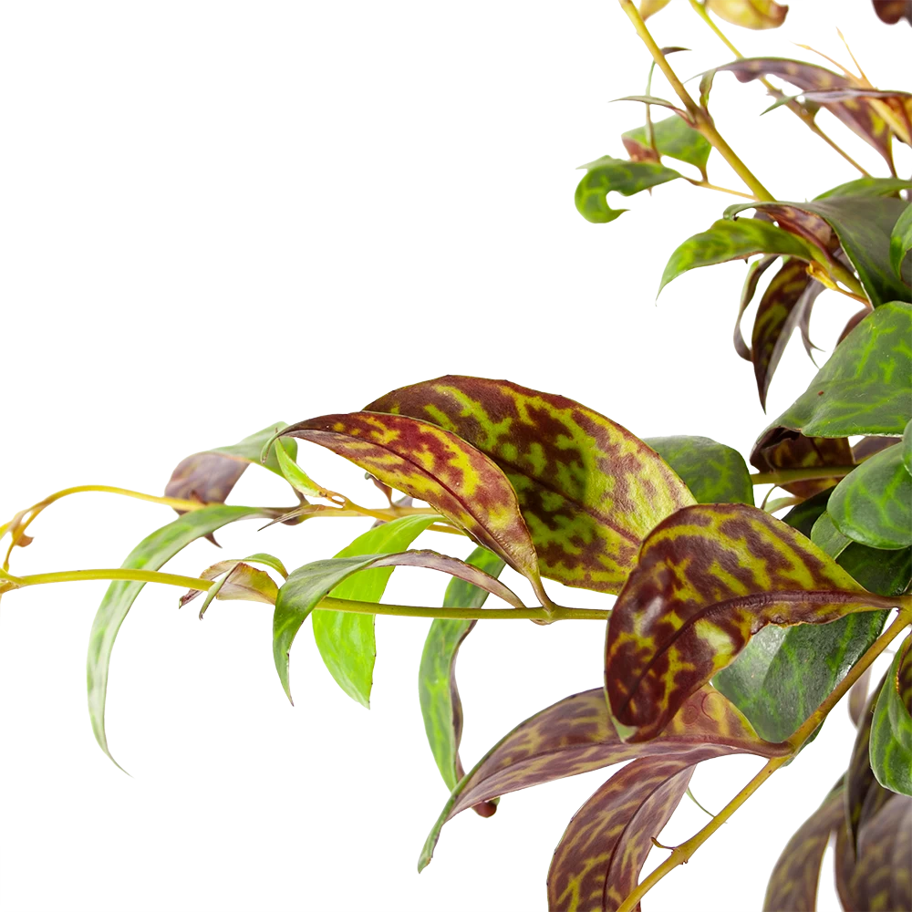 Aeschynanthus Marmoratus - Lipstickplant - In Hangpot - P17 H40 - Kamerplant 2 Aeschynanthus Marmoratus - Lipstickplant - In Hangpot - P17 H40 - Kamerplant - Afbeelding 2
