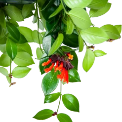 Aeschynanthus Monalisa - Lipstickplant - In Hangpot - P15 H20 - Kamerplant -Woondecoratie Winkel aeschynanthus monalisa lipstickplant in hangpot p15 5