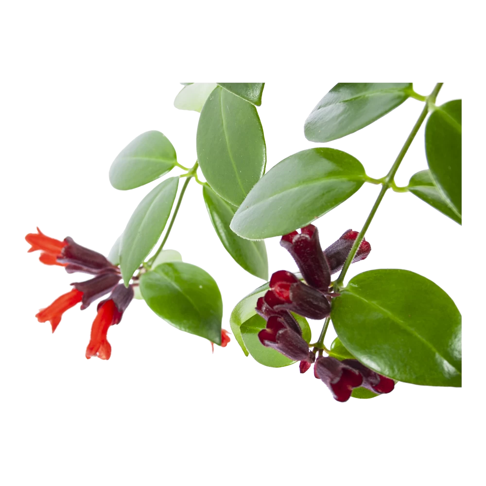 Aeschynanthus Monalisa - Lipstickplant - In Hangpot - P17 H40 - Kamerplant 3 Aeschynanthus Monalisa - Lipstickplant - In Hangpot - P17 H40 - Kamerplant - Afbeelding 3