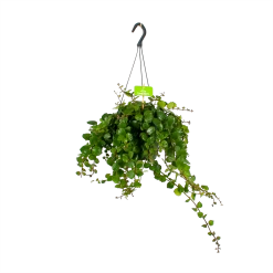 Aeschynanthus Pink Polka - Lipstickplant - In Hangpot - P17 H40 - Kamerplant