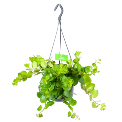 Aeschynanthus Pink Polka - Lipstickplant - In Hangpot - P15 H20 - Kamerplant