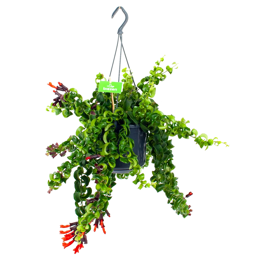 Aeschynanthus Rasta - Lipstickplant - In Hangpot - P15 H20 - Kamerplant 1 Aeschynanthus Rasta - Lipstickplant - In Hangpot - P15 H20 - Kamerplant