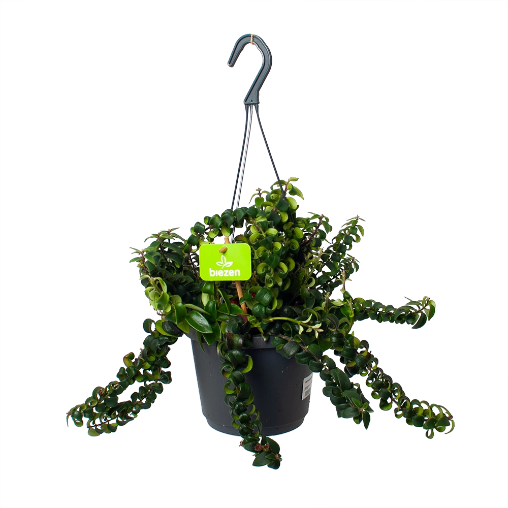 Aeschynanthus Swing - Lipstickplant - In Hangpot - P17 H30 - Kamerplant 1 Aeschynanthus Swing - Lipstickplant - In Hangpot - P17 H30 - Kamerplant