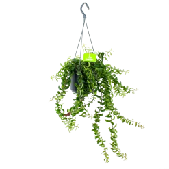 Aeschynanthus Twister - Lipstickplant - In Hangpot - P15 H20 - Kamerplant