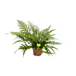 Aglaomorpha Jim - P19 H65 - Kamerplant