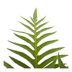 Aglaomorpha Jim - P19 H65 - Kamerplant -Woondecoratie Winkel aglaomorpha jim p19 h65 3