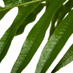 Aglaomorpha Jim - P37 H75 - Kamerplant 6 Aglaomorpha Jim - P37 H75 - Kamerplant -Woondecoratie Winkel aglaomorpha jim p37 h75 kamerplant 4