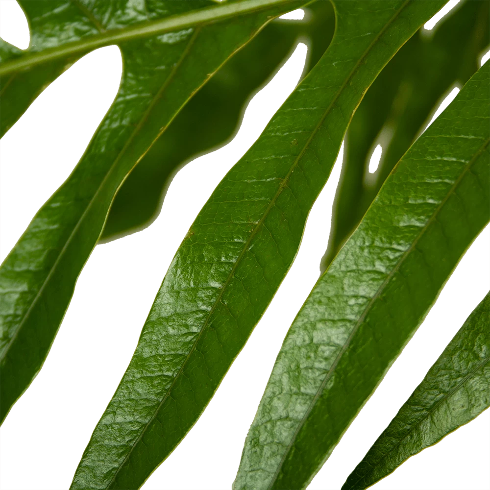 Aglaomorpha Jim - P37 H75 - Kamerplant 3 Aglaomorpha Jim - P37 H75 - Kamerplant - Afbeelding 3