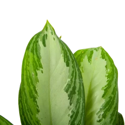 Aglaonema Freedman - P17 H60 - Kamerplant -Woondecoratie Winkel aglaonema freedman p17 h60 6 1