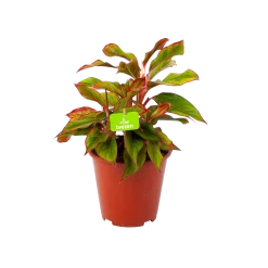 Aglaonema Light Star - P19 H35 - Kamerplant