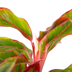 Aglaonema Light Star - P19 H35 - Kamerplant -Woondecoratie Winkel aglaonema light star p19 h35 4