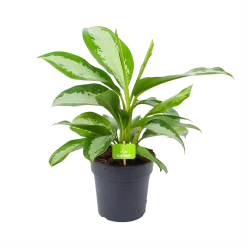 Aglaonema Silver Moon - P19 H50 - Kamerplant