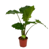 Alocasia Portodora - Olifantsoor - P21 H90 - Kamerplant