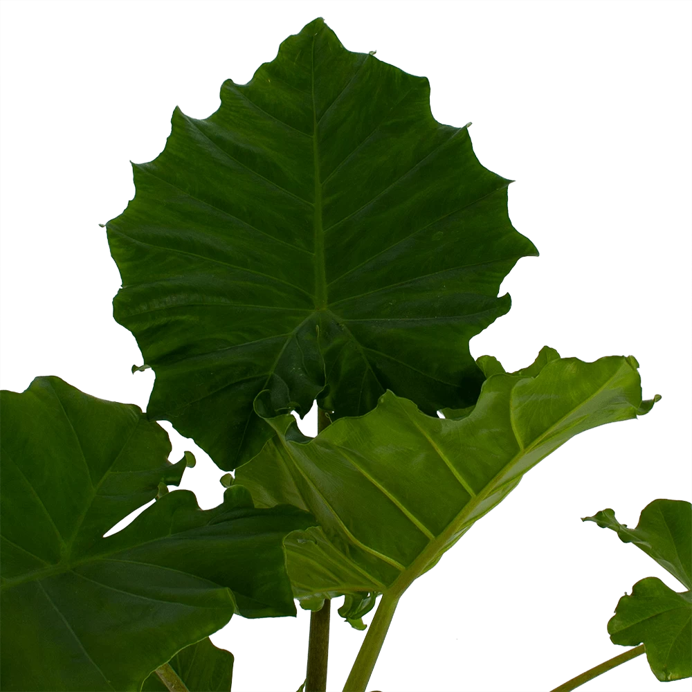 Alocasia Portodora - Olifantsoor - P21 H90 - Kamerplant 2 Alocasia Portodora - Olifantsoor - P21 H90 - Kamerplant - Afbeelding 2