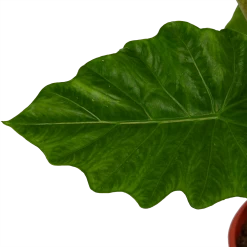 Alocasia Portodora - Olifantsoor - P21 H90 - Kamerplant 6 Alocasia Portodora - Olifantsoor - P21 H90 - Kamerplant -Woondecoratie Winkel alocasia portodora olifantsoor p21 h90 4