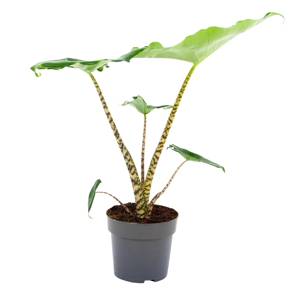 Alocasia Zebrina - Olifantsoor - P14 H40 - Kamerplant 1 Alocasia Zebrina - Olifantsoor - P14 H40 - Kamerplant
