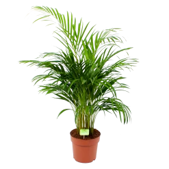 Areca - Goudpalm - P21 H100 - Kamerplant