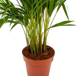 Areca - Goudpalm - P21 H100 - Kamerplant -Woondecoratie Winkel areca goudpalm p21 h100 6 1