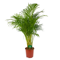 Areca - Goudpalm - P24 H140 - Kamerplant