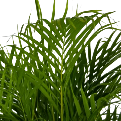 Areca - Goudpalm - P24 H140 - Kamerplant -Woondecoratie Winkel areca goudpalm p24 h140 kamerplant 4