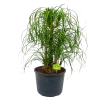 Beaucarnea Recurvata - Vertakt - Olifantenpoot - P26 H70 - Kamerplant