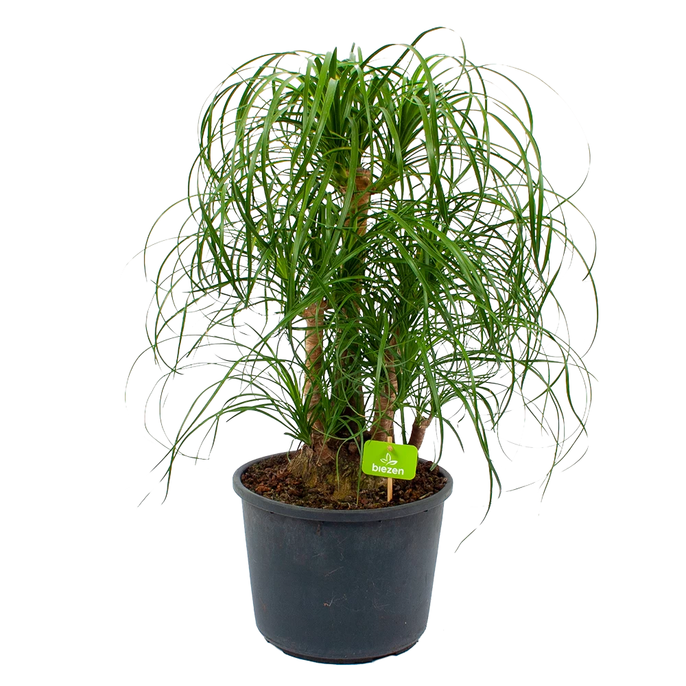 Beaucarnea Recurvata - Vertakt - Olifantenpoot - P26 H70 - Kamerplant 1 Beaucarnea Recurvata - Vertakt - Olifantenpoot - P26 H70 - Kamerplant