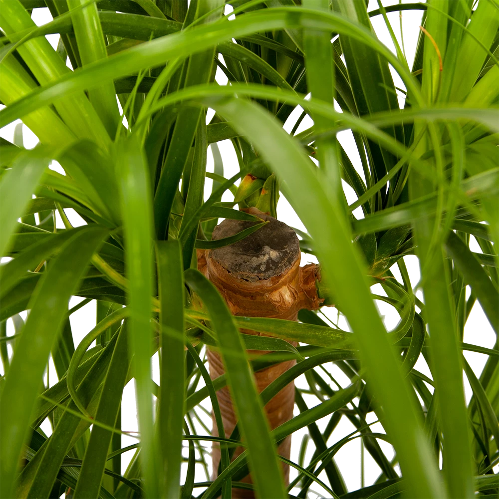 Beaucarnea Recurvata - Vertakt - Olifantenpoot - P26 H70 - Kamerplant 2 Beaucarnea Recurvata - Vertakt - Olifantenpoot - P26 H70 - Kamerplant - Afbeelding 2