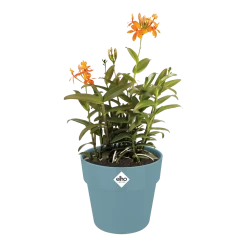 Bloempot Elho B.for Original Rond 25cm - Duifblauw -Woondecoratie Winkel bfor original rond bloempot duifblauw 3 1