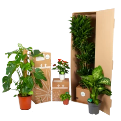 Calathea Insigne - Livingplant - P21 H60 - Kamerplant 7 Calathea Insigne - Livingplant - P21 H60 - Kamerplant -Woondecoratie Winkel biezen kamerplanten verpakking 27