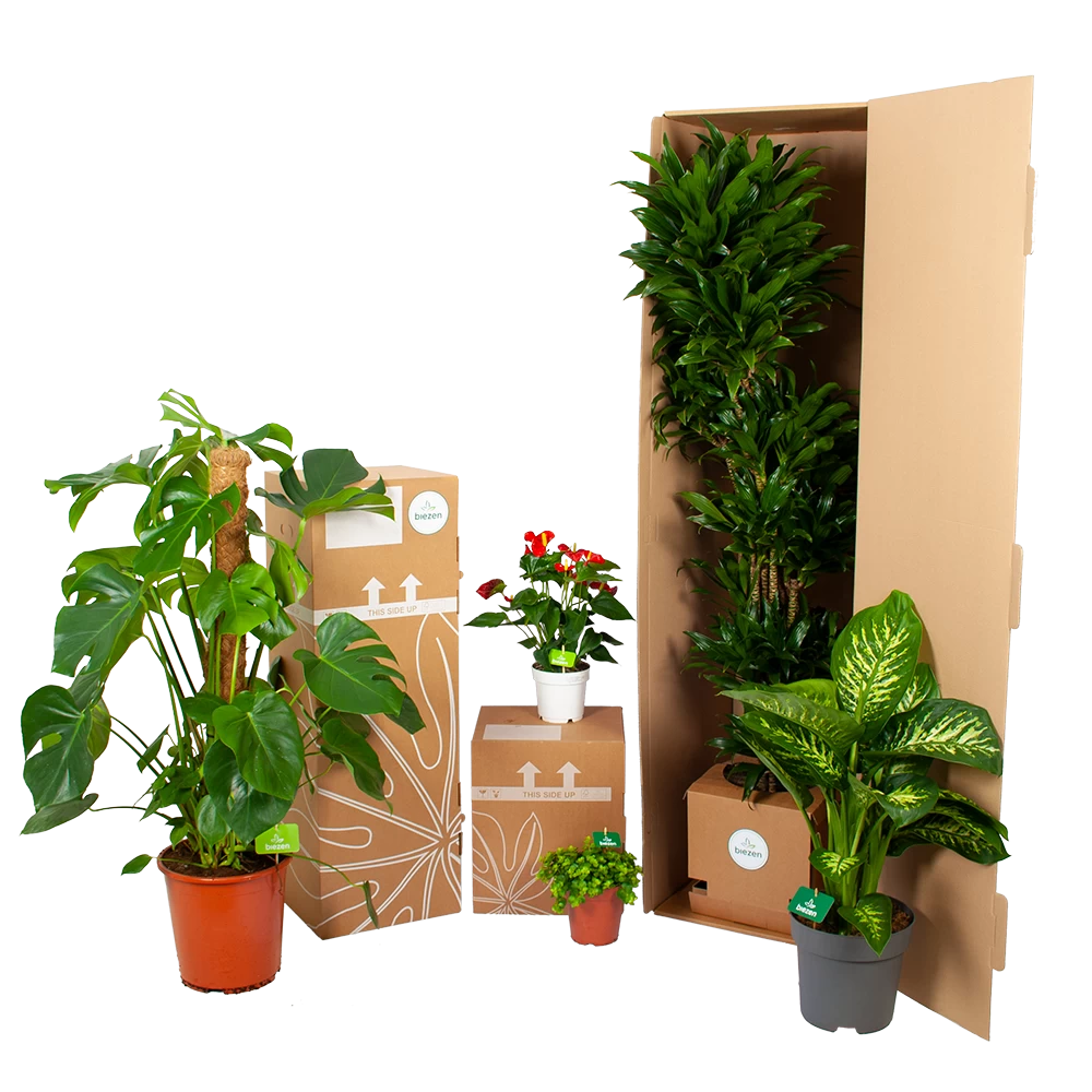 Ficus Benjamina Exotica Op Gevlochten Stam - Treurvijg - P27 H140 - Kamerplant 4 Ficus Benjamina Exotica Op Gevlochten Stam - Treurvijg - P27 H140 - Kamerplant - Afbeelding 4