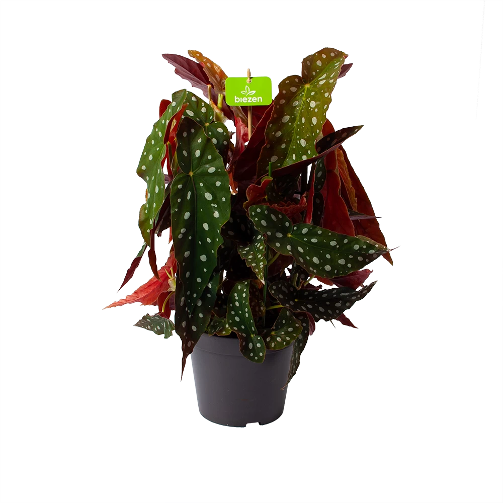 Bladbegonia Maculata - Stippenplant - P17 H35 - Kamerplant 1 Bladbegonia Maculata - Stippenplant - P17 H35 - Kamerplant