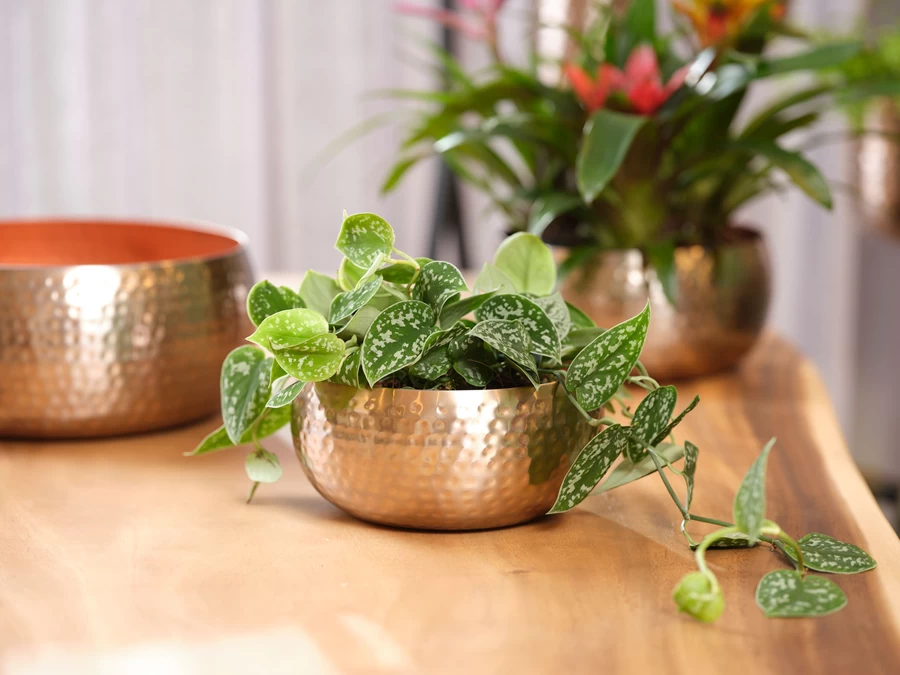 Plantenschaal Kody - D24 X H11cm - Rosu00e9 Goud 2 Plantenschaal Kody - D24 X H11cm - Rosu00e9 Goud - Afbeelding 2