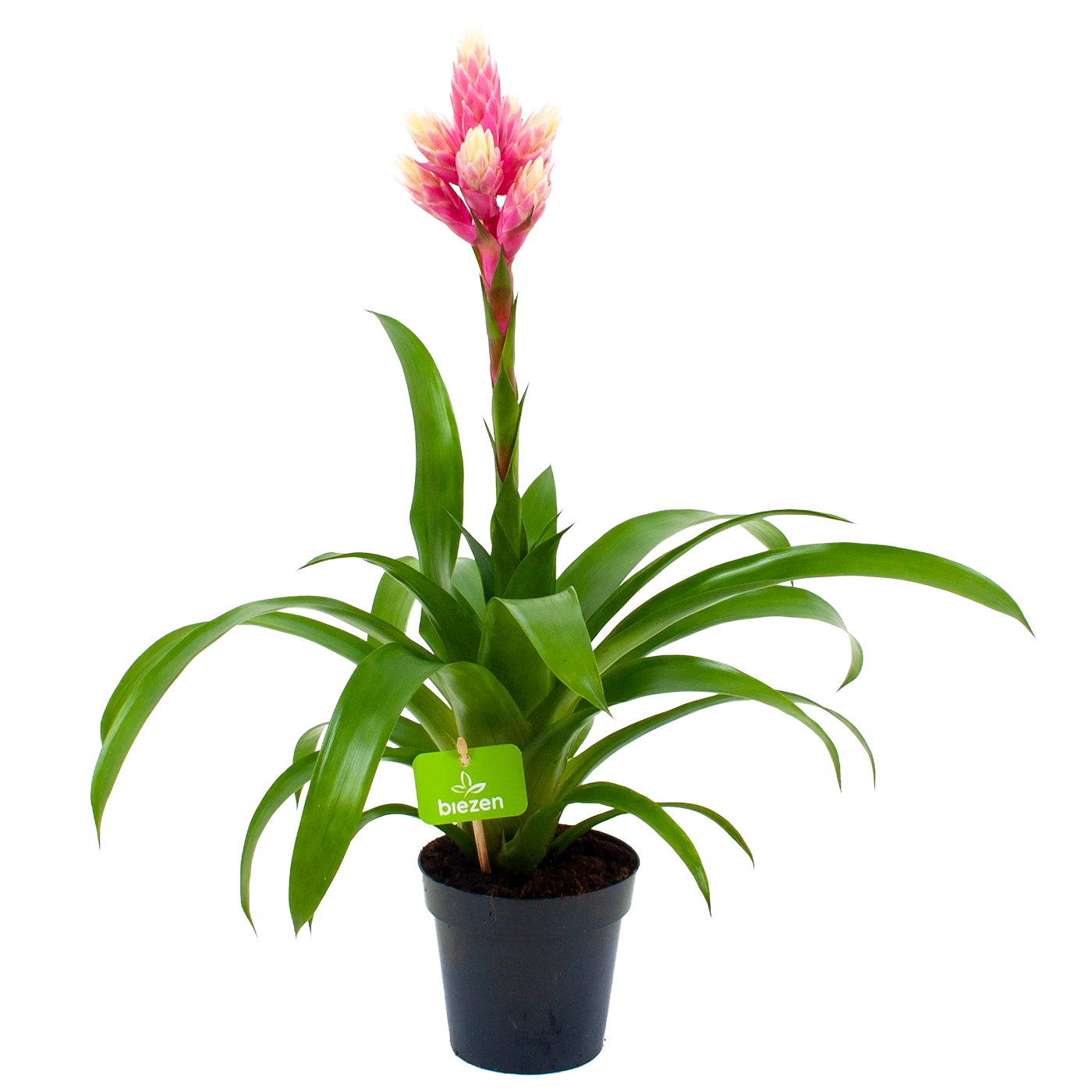 Bromelia Guzmania Candy - P12 H55 Roze - Kamerplant 1 Bromelia Guzmania Candy - P12 H55 Roze - Kamerplant