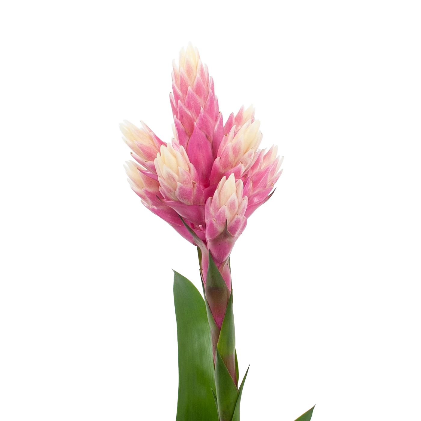 Bromelia Guzmania Candy - P12 H55 Roze - Kamerplant 2 Bromelia Guzmania Candy - P12 H55 Roze - Kamerplant - Afbeelding 2