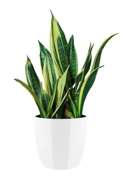 Bloempot Elho Brussels Diamond Rond 30cm - Wit 6 Bloempot Elho Brussels Diamond Rond 30cm - Wit -Woondecoratie Winkel brussels diamond rond 30cm bloempot wit 6 20