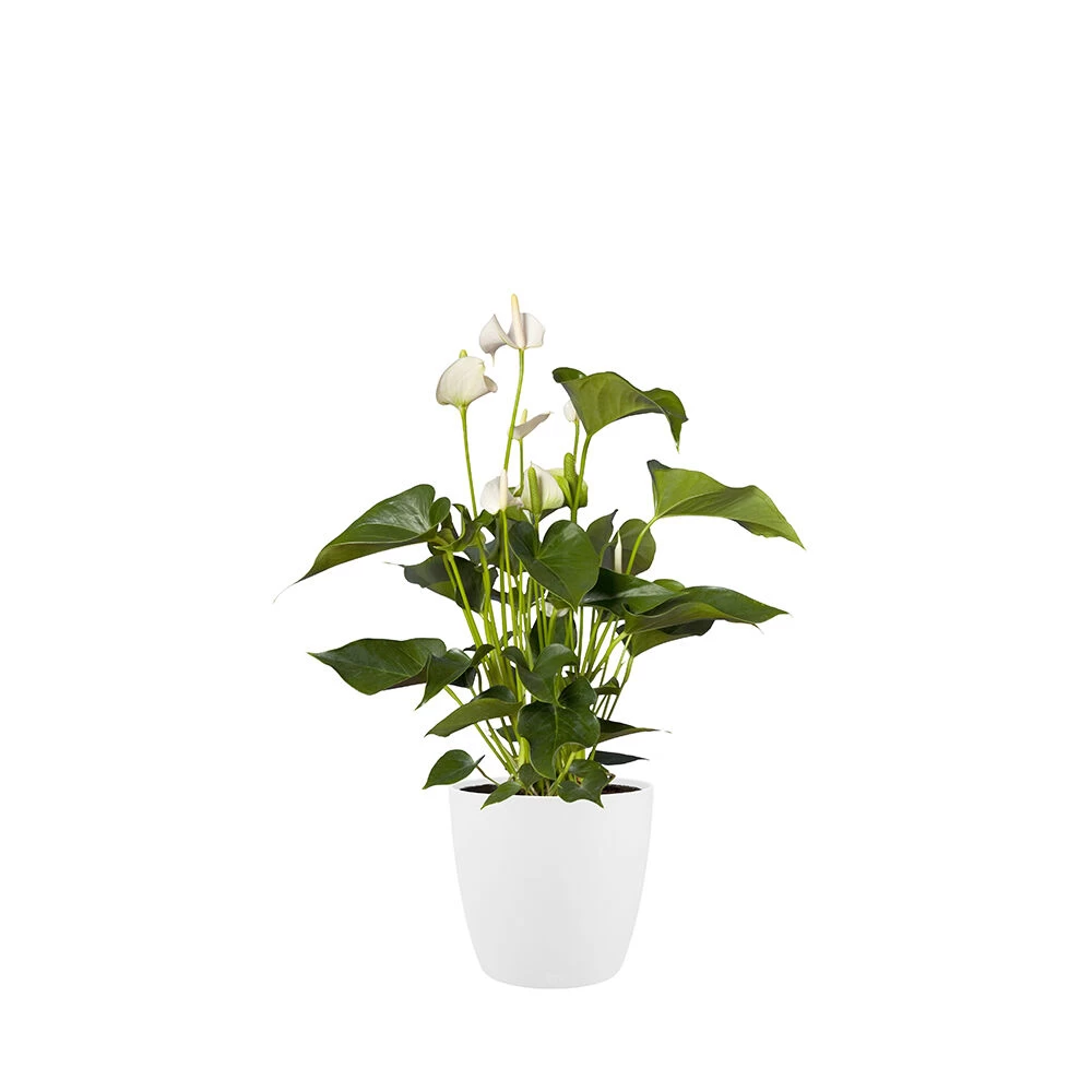 Bloempot Elho Brussels Rond 25cm - Wit 2 Bloempot Elho Brussels Rond 25cm - Wit - Afbeelding 2