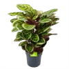 Calathea Angela - Livingplant - P27 H80 - Kamerplant