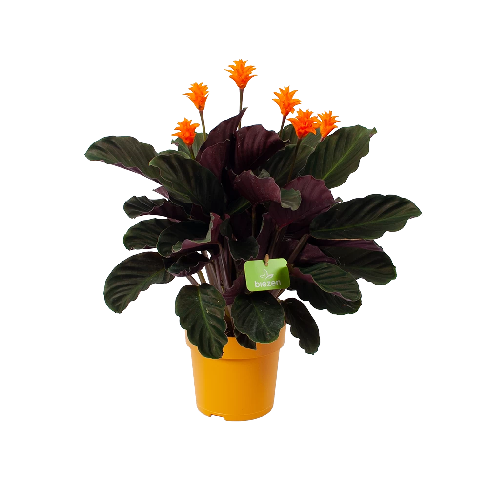 Calathea Crocata - Eeuwige Vlam - P15 H45 - Kamerplant 1 Calathea Crocata - Eeuwige Vlam - P15 H45 - Kamerplant